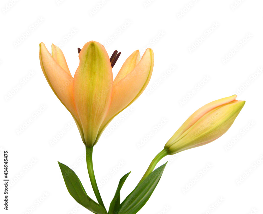 Naklejka premium Beautiful Lily flower isolate on white 