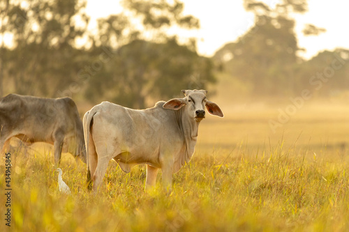 Fotobehang Cows on pasture at sunset