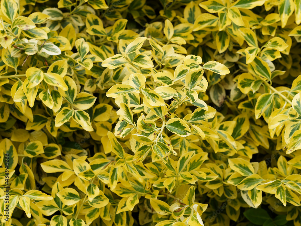 Eunonymus fortunei 'Emerald Gold' | Fortune's spindle or wintercreeper ...