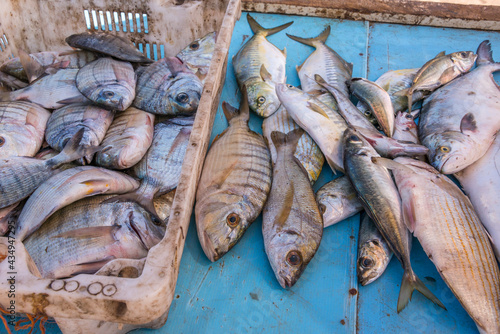 Bandejas con pescados en las playas de Tifnit en la costa sur de Marruecos photo