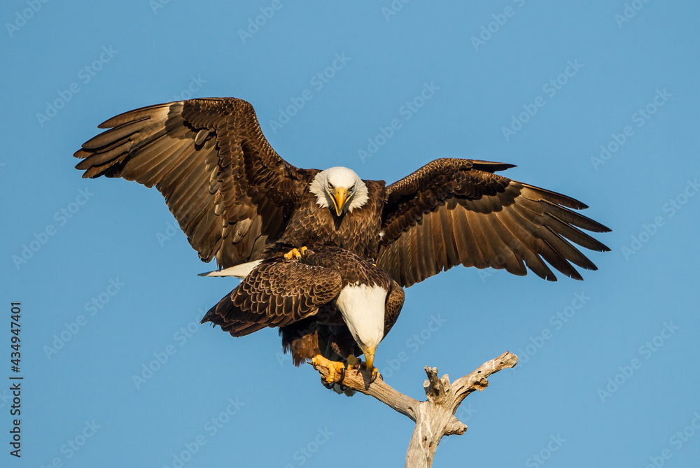 Obraz premium American Bald Eagle pair mating