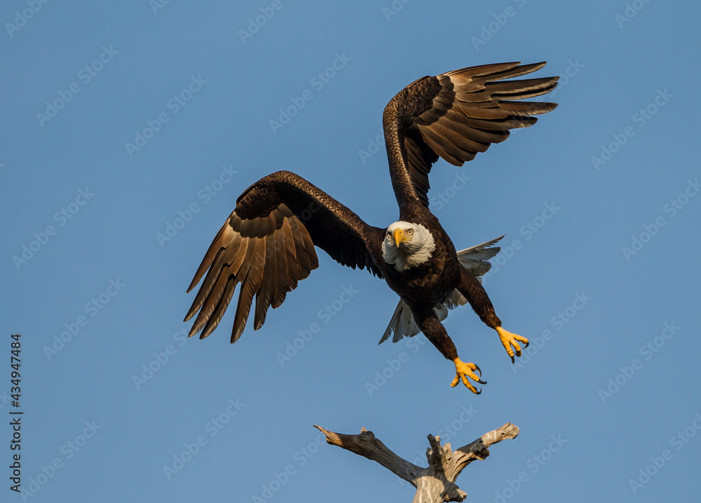 Obraz premium American bald eagle taking off