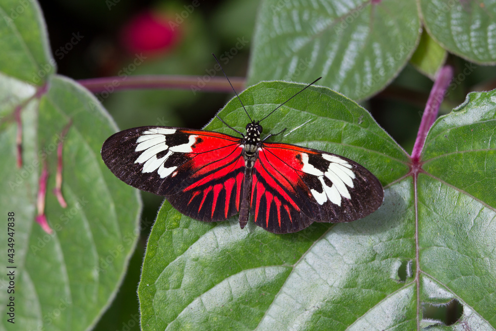 Colorful, red, black and white common postman butterfly rests on leaf Colorful, red, black and white common postman butterfly rests on leaf