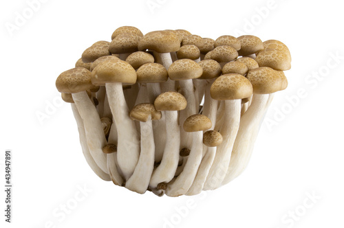 Shimeji mushroom isolated on white background , Edible mushroom