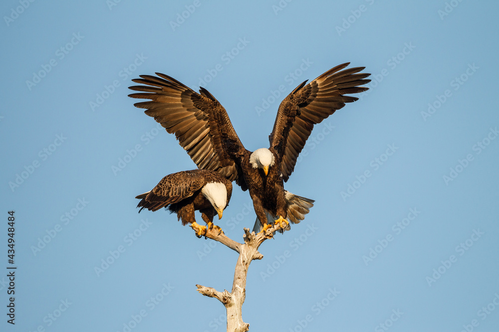 Obraz premium Pair of mating American Bald Eagles