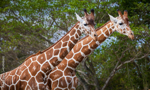 Photography Pair of giraffes walk in Kenya