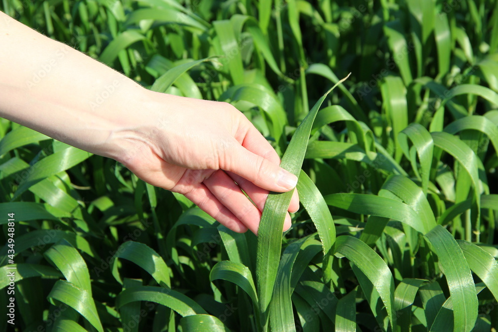 Woman checking young wheat sprouts on the field