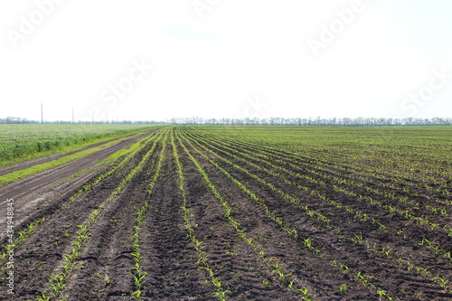Agricultural field with small corn sprouts