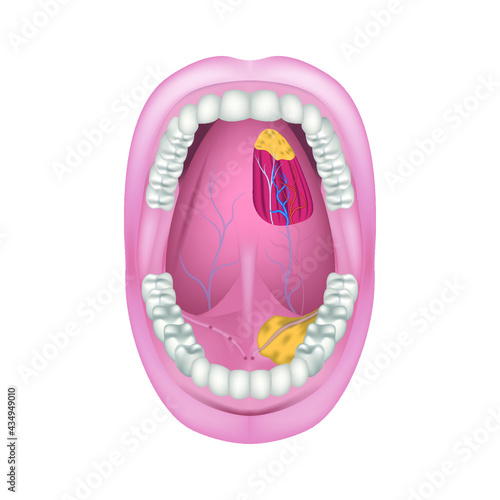 the bottom of the mouth. Salivary ducts of the salivary glands. Arteries and nerves of the tongue. Open wide. Vector illustration photo