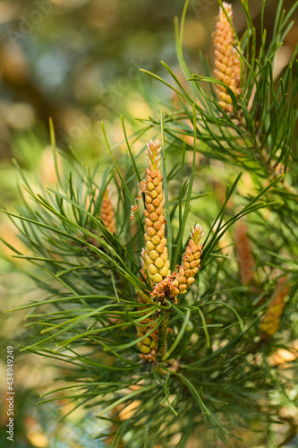 Foliage And Pollen Cones Of Pine In Spring Close Up.