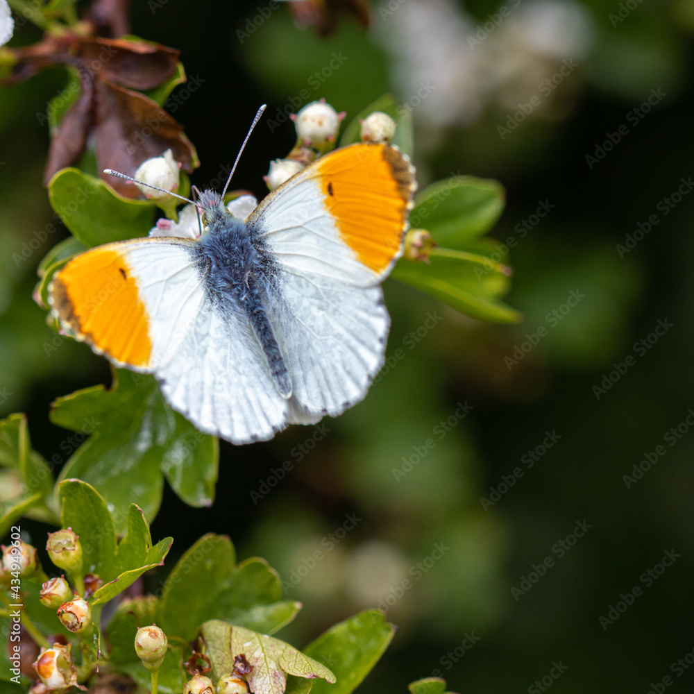 Obraz premium Orange Tip butterfly on a flower