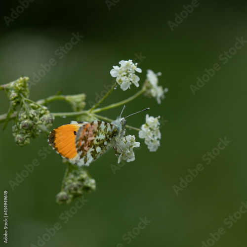 Orange Tip butterfly on a flower