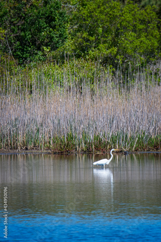Great white heron in a marsh © Michael O'Neill