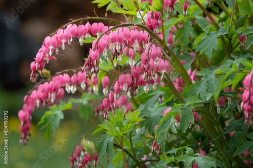 Flowering of the plant Dicentra formosa on a blurred background. This flower has another name - a bleeding or broken heart.