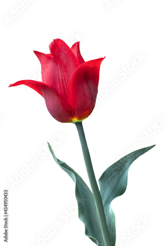 red tulip isolate on a white background, close-up, close-up of a flower head on a stem with leaves