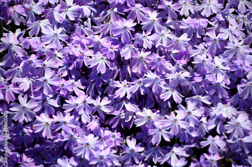 Phlox amplifolia Britton is an accepted name. This name is the accepted name of a species in the genus Phlox (family Polemoniaceae).  photo