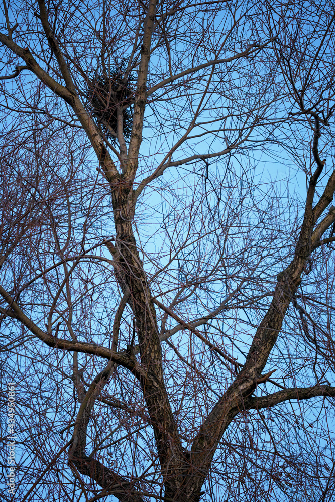 Bird's nest in the crown of a tree without leaves. Bird's nest in the crown of a tree without leaves.