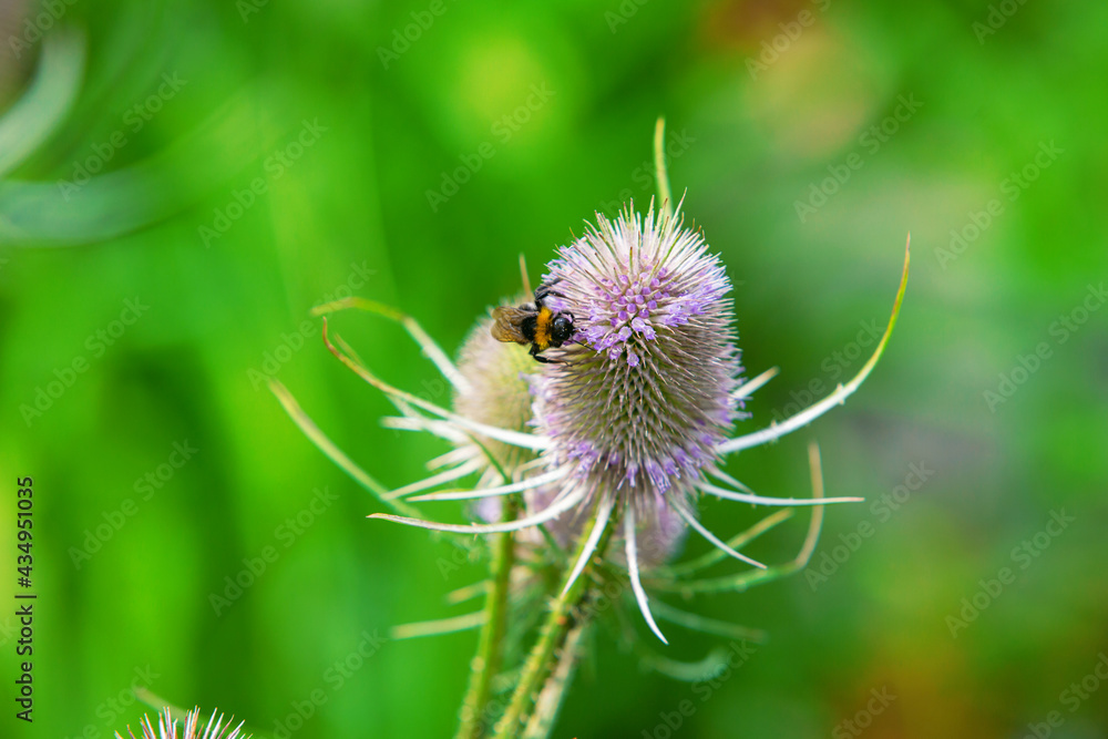 bee collecting pollen from a thistle blossom bee collecting pollen from a thistle blossom
