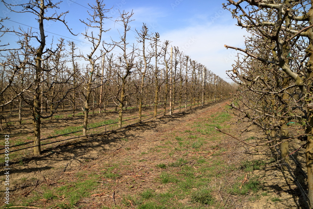Obraz premium Apple garden in the spring.