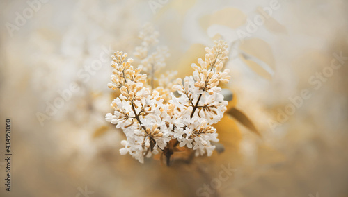 Delicate fragrant white lilac flowers bloom on a bright, misty spring morning in May. Nature. ©  Valeri Vatel