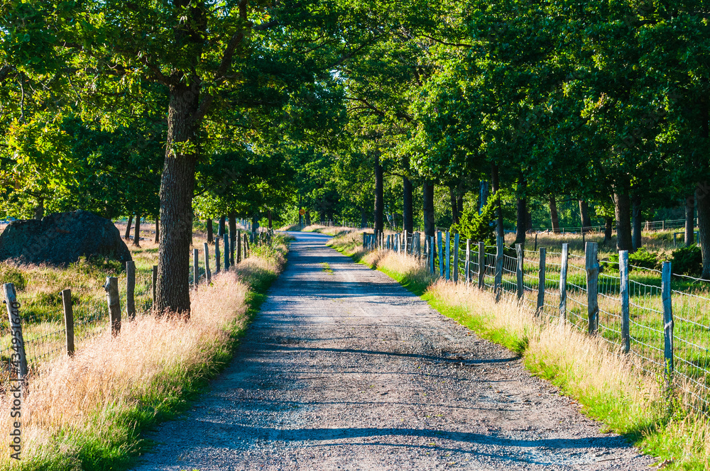 Fototapeta premium Gravel road in summer forest
