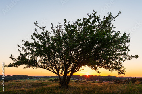 Single tree at sunset  Sweden