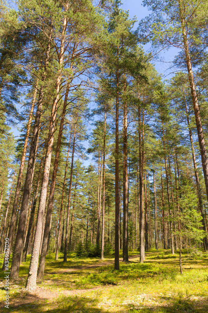 Landscape in pine wood Landscape in pine wood