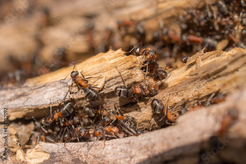 anthill close up