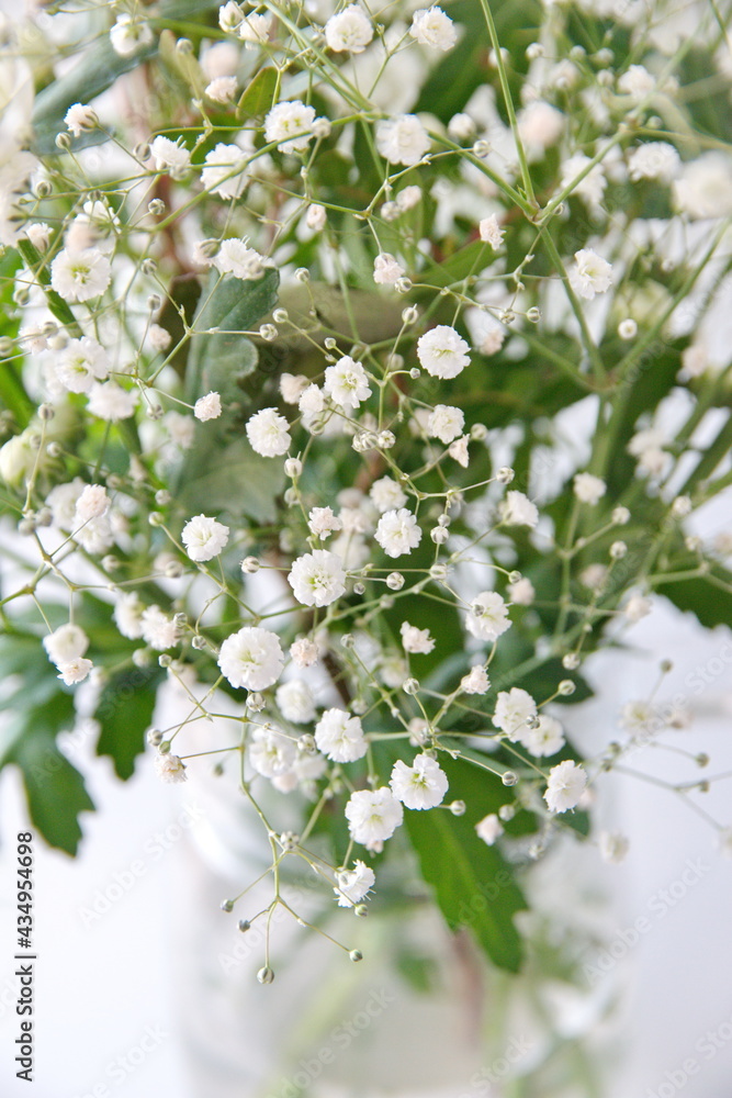 Gypsophila paniculata, the baby's breath, common gypsophila or panicled