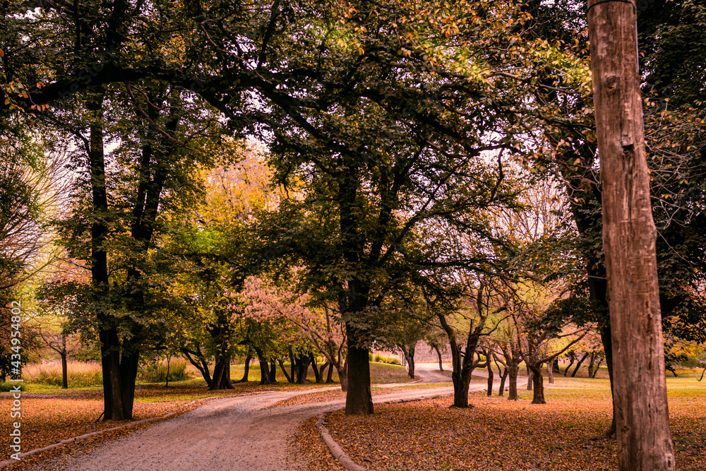 Fototapeta premium alley in autumn
