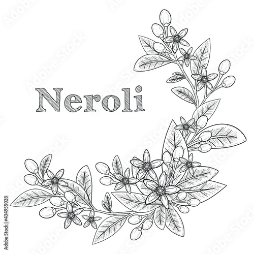 Orange blossom wreath line art template with flowers, buds and leaves. Wedding invitation card with fleur d'orange. Neroli design composition. Vector illustration
