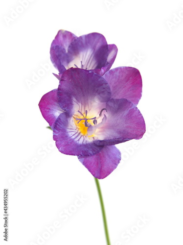 Blossom of violet Freesia  genus Anomatheca  on white background