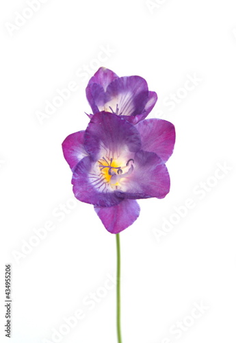 Blossom of violet Freesia, genus Anomatheca, on white background © Dana