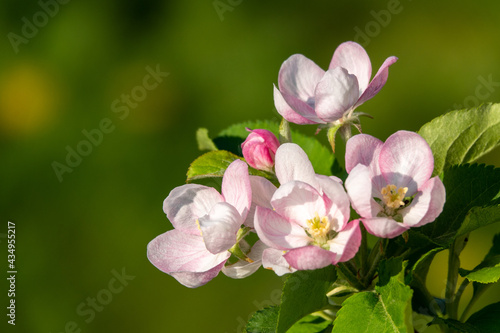 Spring blossom  branch of a blossoming apple tree on garden background