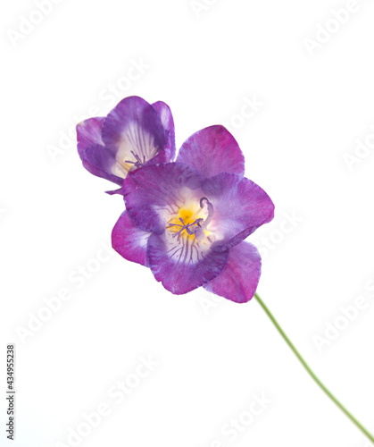 Blossom of violet Freesia, genus Anomatheca, on white background