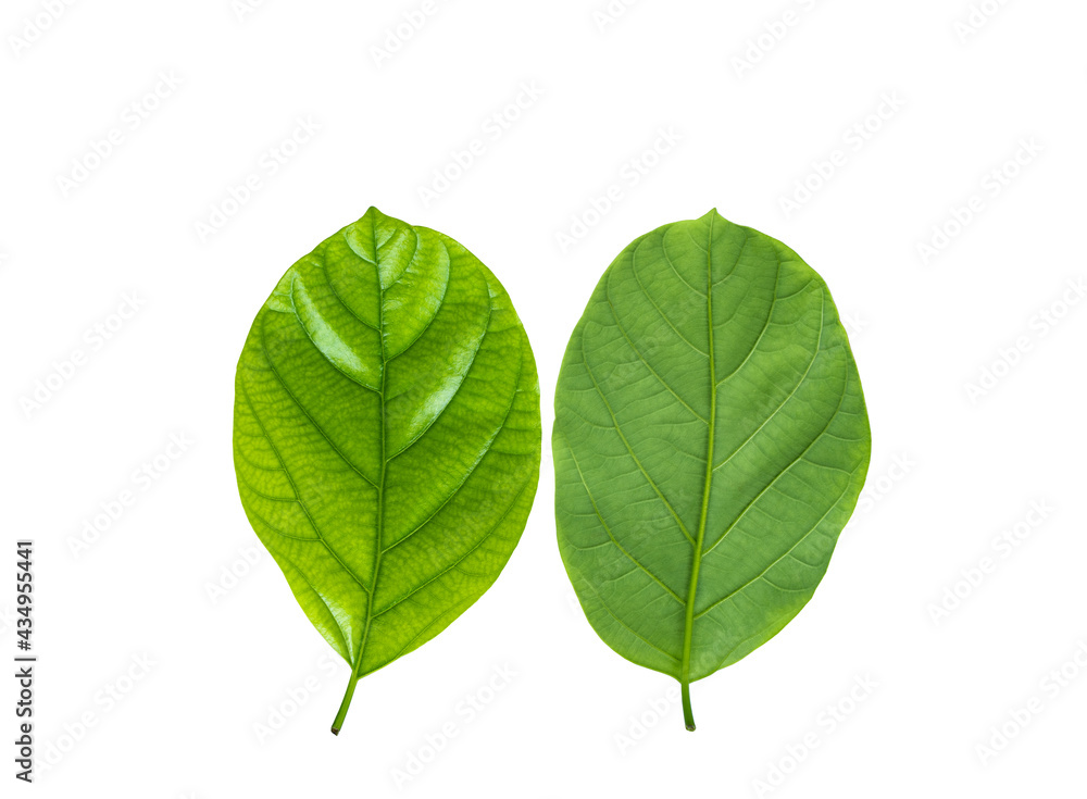 Green leaves of Litsea Petiolata, The Leaf can be used to Make Chili Paste Like Pimp Flavor Green leaves of Litsea Petiolata, The Leaf can be used to Make Chili Paste Like Pimp Flavor