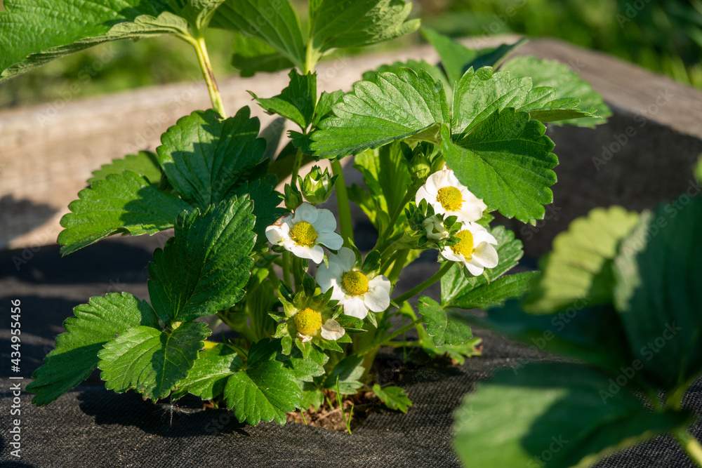 blooming strawberries on a bed with a black film blooming strawberries on a bed with a black film
