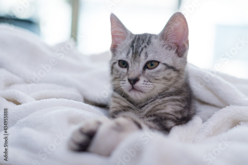 Cat American shorthair kitten looking