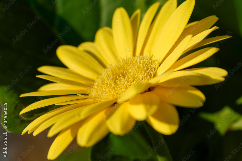 The flower of the yellow gerbera The flower of the yellow gerbera
