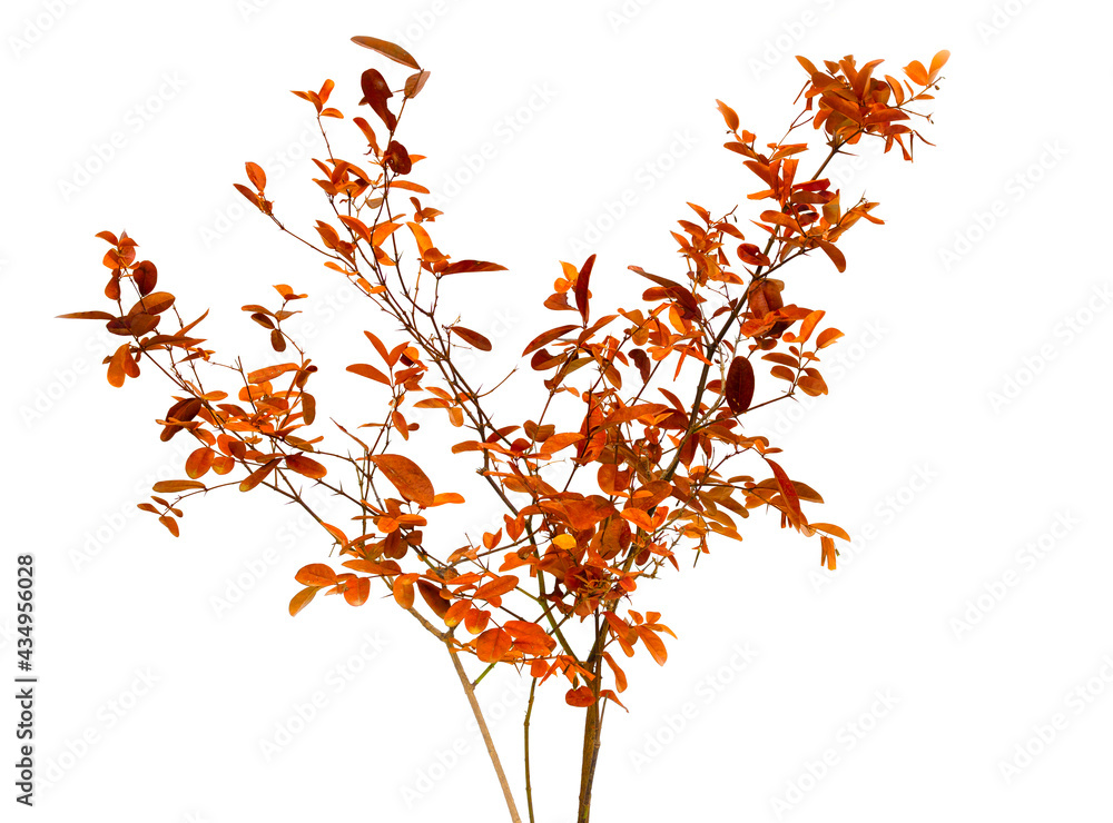 Autumn twigs with yellow leaves isolated on white