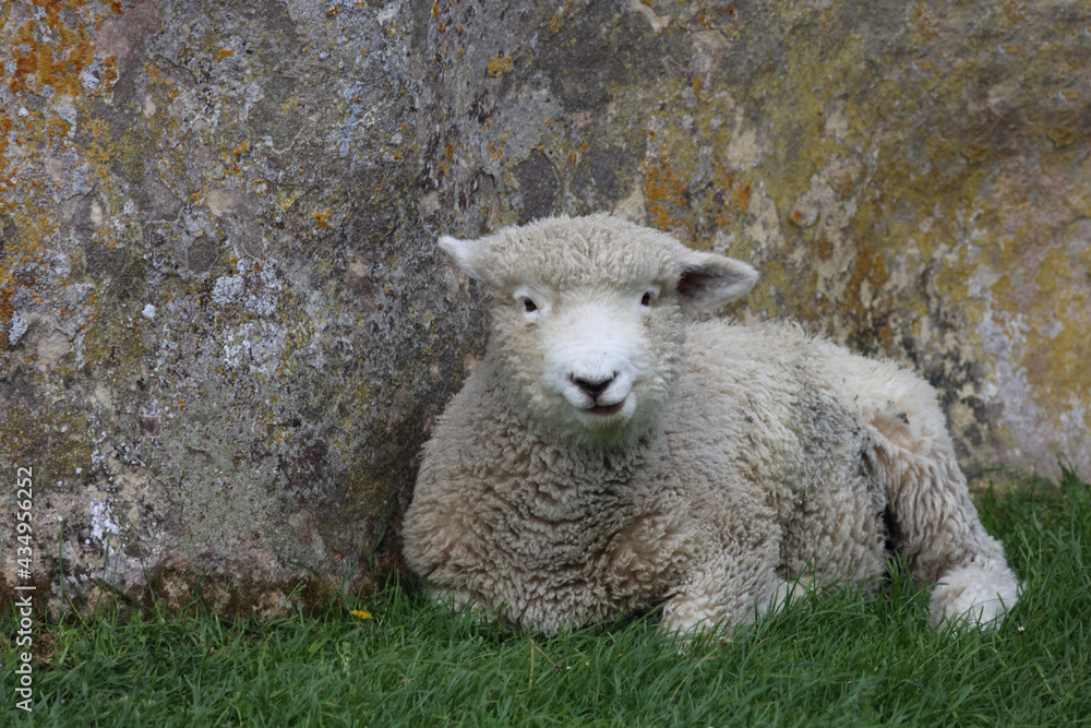 Obraz premium Romneyschaf / Romney sheep / Ovis.