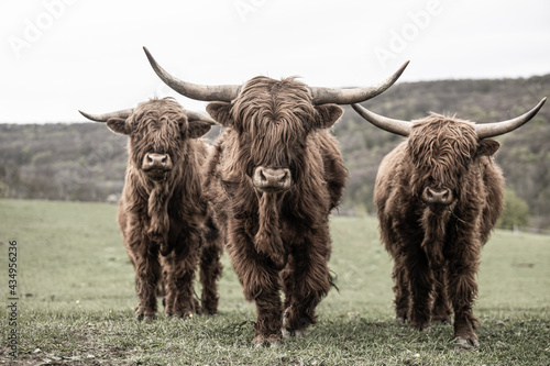 Drei schottische Hochlandrinder photo