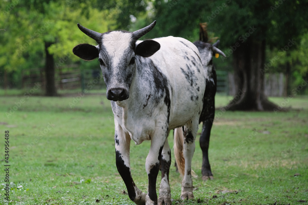 Crossbred brahman beef calf with horns in farm field.