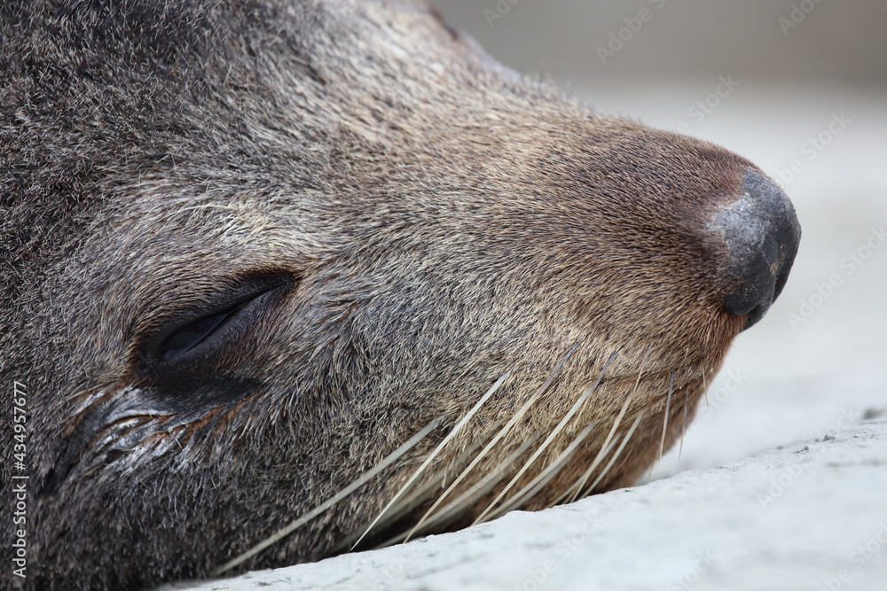 Neuseeländischer Seebär / New Zealand fur seal / Arctocephalus forsteri Neuseeländischer Seebär / New Zealand fur seal / Arctocephalus forsteri