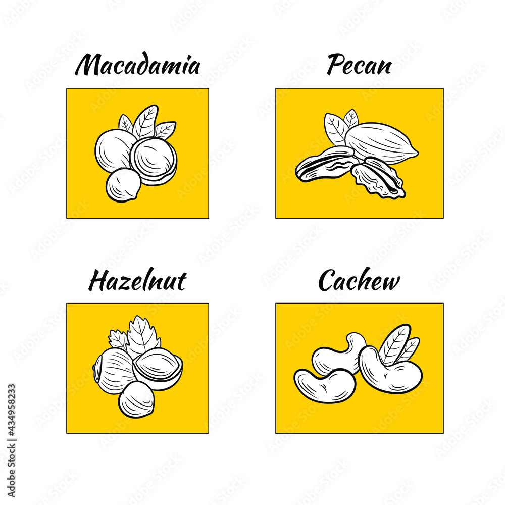 Vector set of different nuts illustrations on bright yellow background, cashew, hazelnut, macadamia nuts and pecan, nuts with leaves.