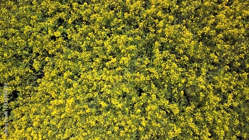 survol en drone à la verticale en montant lentement depuis basse altitude au-dessus d'un champ de colza jaune sous le soleil tamisé dans un ciel bleu voilé par de gros nuages blancs