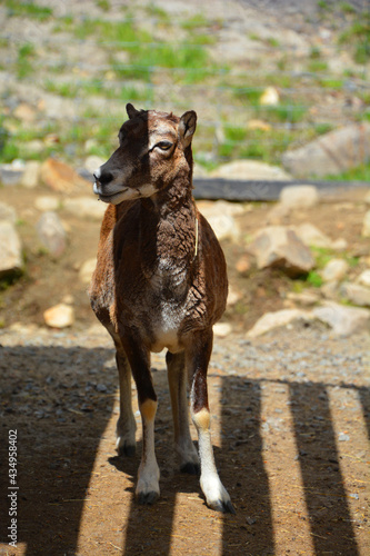 Fotografia The European mouflon (Ovis gmelini musimon) is a subspecies and a descendant of the Armenian mouflon