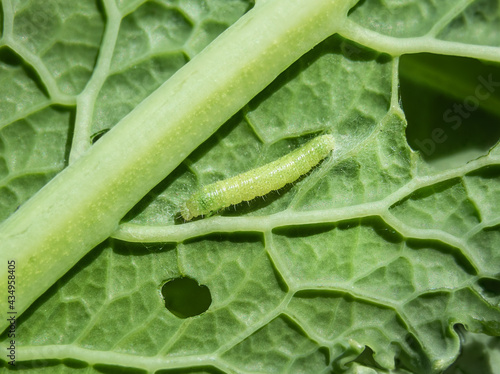 Larva of cabbage white butterfly, cabbage butterfly or Pieris rapae. Macro of tiny 1-5 days old yellow green caterpillar or larva feeding on a kale leaf. Garden pest for brassicas. Selective focus. photo