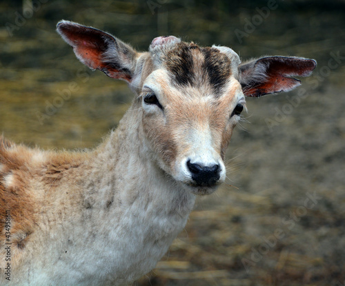 Fototapeta Naklejka Na Ścianę i Meble -  The fallow deer (Dama dama) is a ruminant mammal belonging to the family Cervidae. This common species is native to western Eurasia,