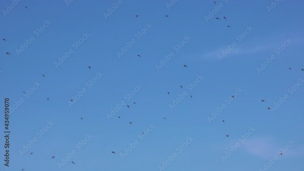 A swarm of mosquitoes flies against the blue sky. Natural moving background. Selective focus A swarm of mosquitoes flies against the blue sky. Natural moving background. Selective focus